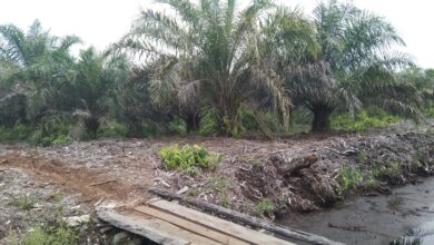 VIRAL…!! LAHAN MASYARAKAT MUARA MANOPAS DIDUGA DIDUDUKI MAFIA TANAH SURUHAN PT. SKL