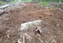 RABAT BETON KELURAHAN MANOMPAS HANCUR DIDUGA DIRUSAK MAFIA TANAH