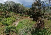 Mimpi Seorang Nenek Sebelum bencana Di desa Tandihat Tapanuli selatan