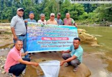 Ribuan Bibit Ikan Ditabur Di Lubuk Larangan AL-IKHLAS kel. Padangmatinggi Kota padangsidimpuan
