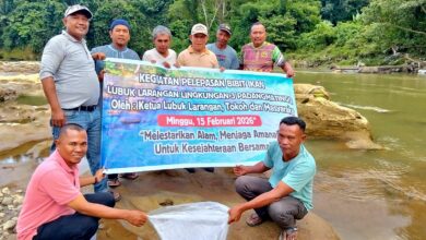 Ribuan Bibit Ikan Ditabur Di Lubuk Larangan AL-IKHLAS kel. Padangmatinggi Kota padangsidimpuan
